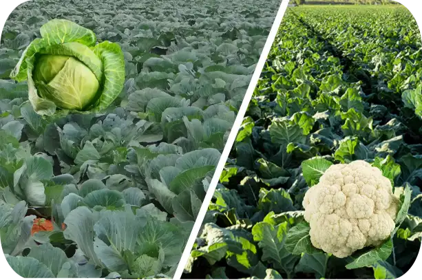 Cabbage