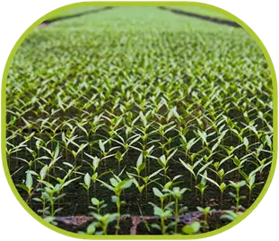 Soil Porous