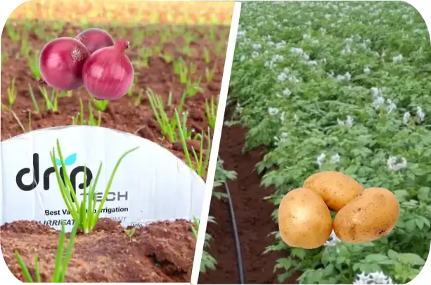 Onion and potato