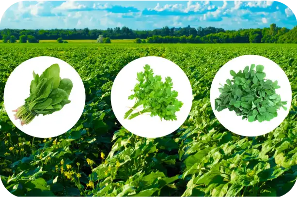 leafy-vegetables