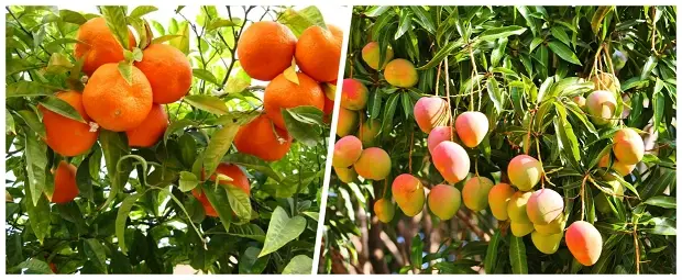 Mango_Orange-Crop