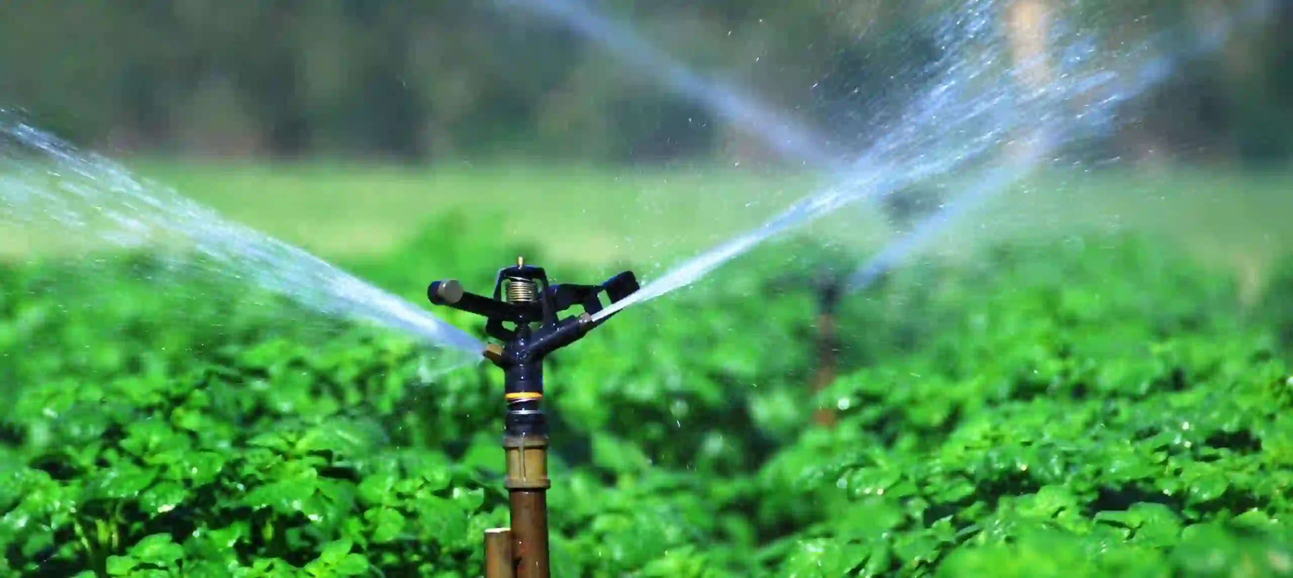 Sprinkler_irrigation