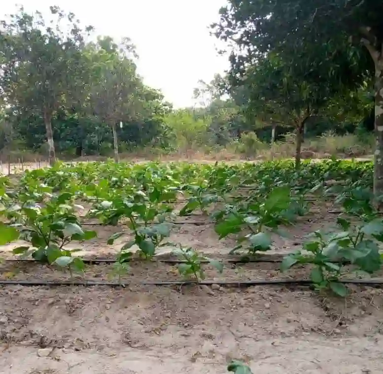 Agriculture Land