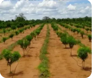 orchard