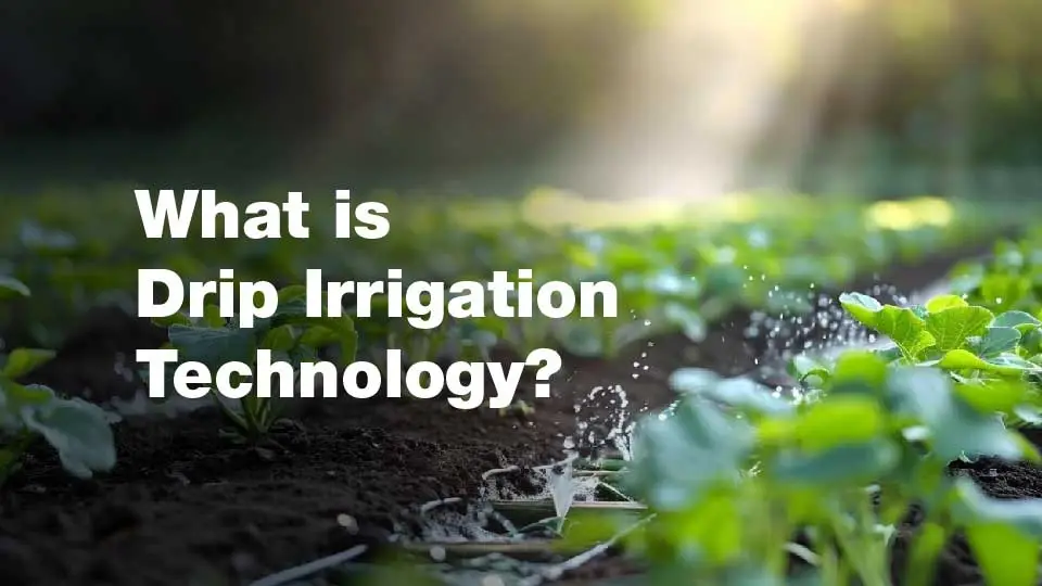 Why Is Adoption of Drip Irrigation Technology Low