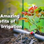The Amazing Benefits of Drip Irrigation