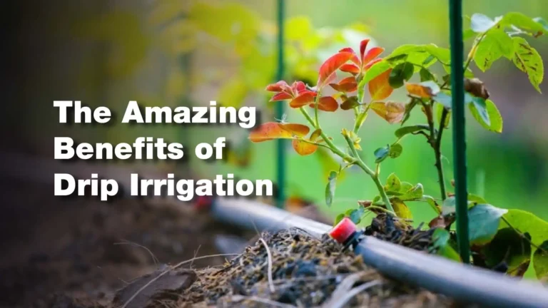 The Amazing Benefits of Drip Irrigation