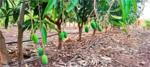 mango trees